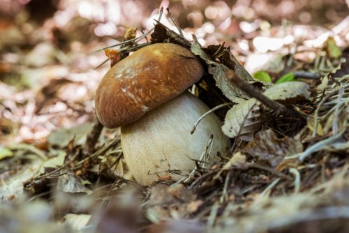 Белый гриб и его двойники: как отличить, где собирать