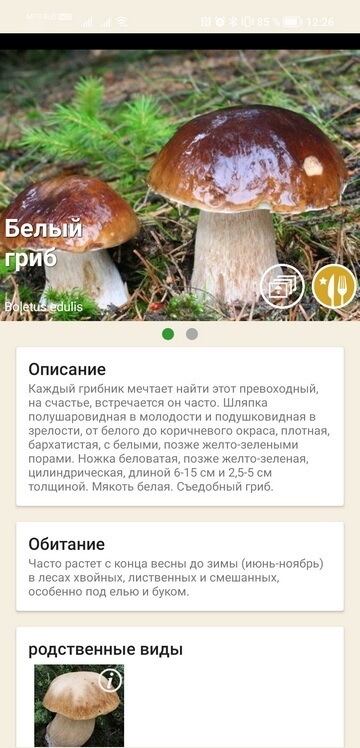 Приложения для грибников, грибы: справочник
