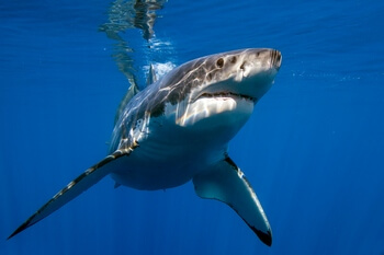 Самые большие белые акулы вырастают до шести метров