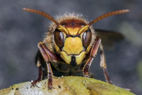 Первая помощь при укусе клещей, пчёл, ос и других насекомых