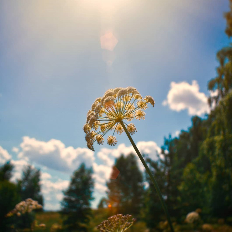 Фото цветка курая